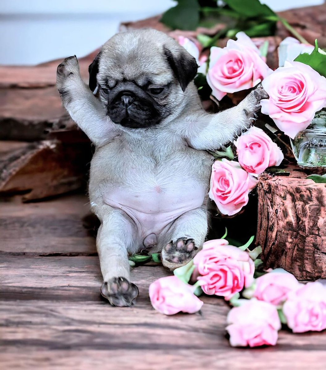 Pug Lovers (@MelissiaHanse12) on Twitter photo 2024-05-07 01:27:57