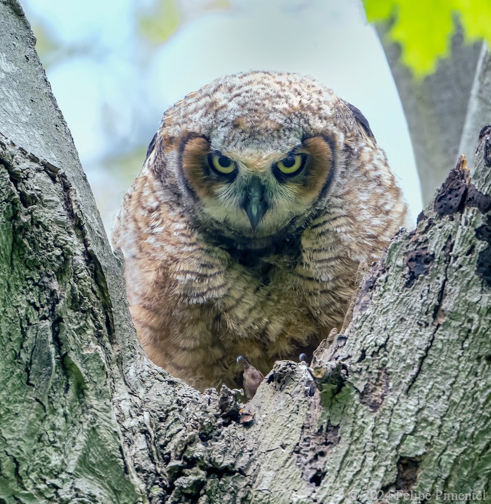 Great-Horned owlet, (Bubo virginianus). Seen in Long Island, NY. #wildlifephotography #birdphotography #birdwatching #BirdsSeenIn2024 #TwitterNatureCommunity #wildlife #BirdTwittern #owls