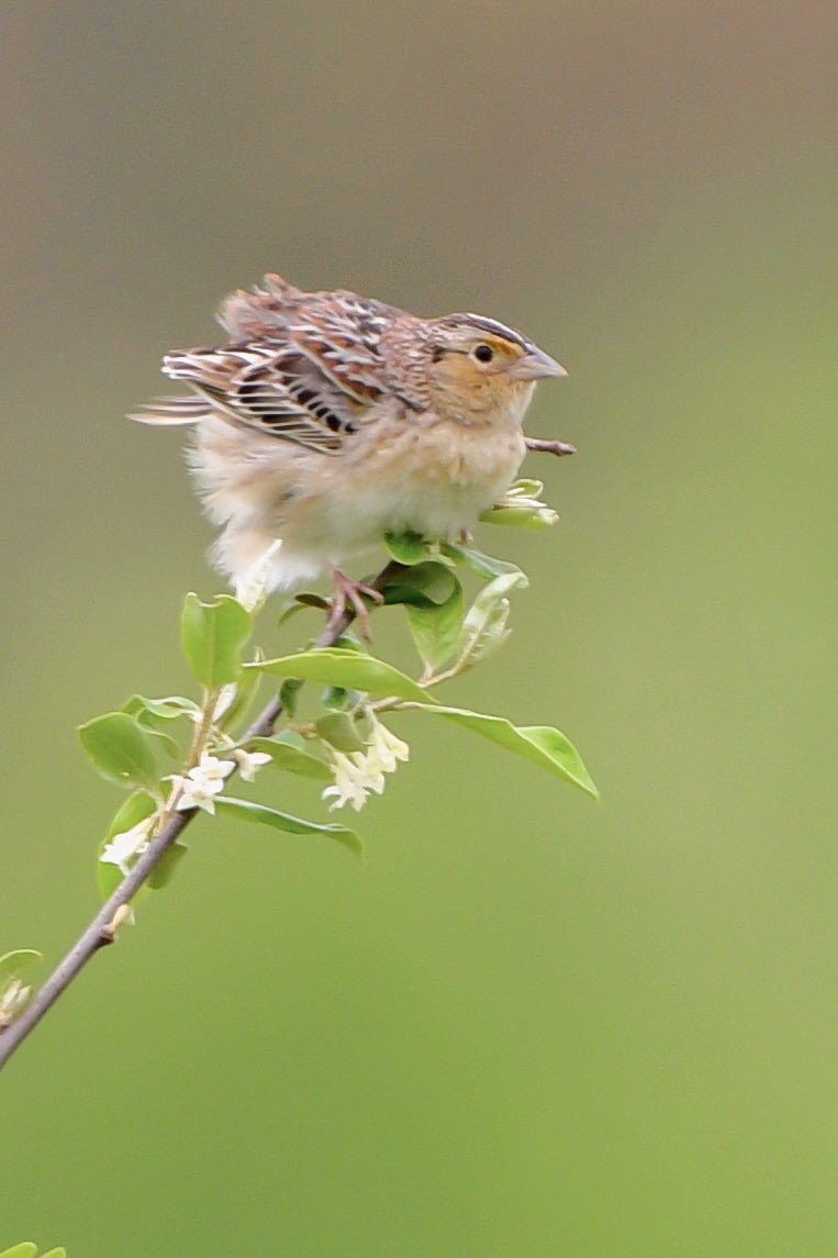 Grasshopper Sparrow with the floofy floof. 
Biggest Week in American Birding 
#BWIAB #Birds #BirdTwitter #TwitterBirds #BirdPhotography