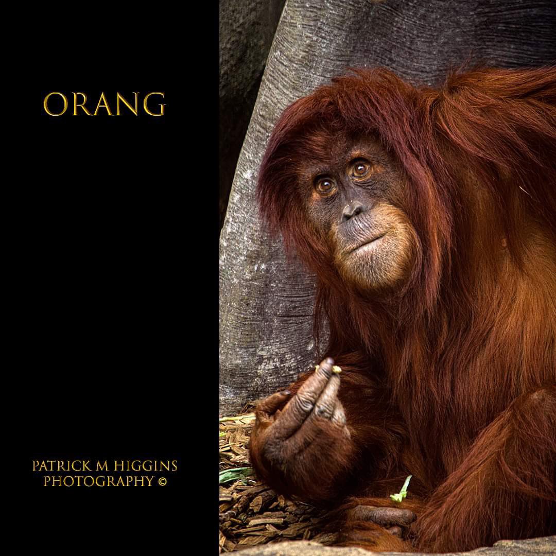 Orang. @patrickmhiggins #orangutan #chesterzoo #borneo #sumatra #greatapes #oldmanoftheforest #primate #wwf #savetheanimalssavetheworld #savetheanimals #zoophotography #zooportraits