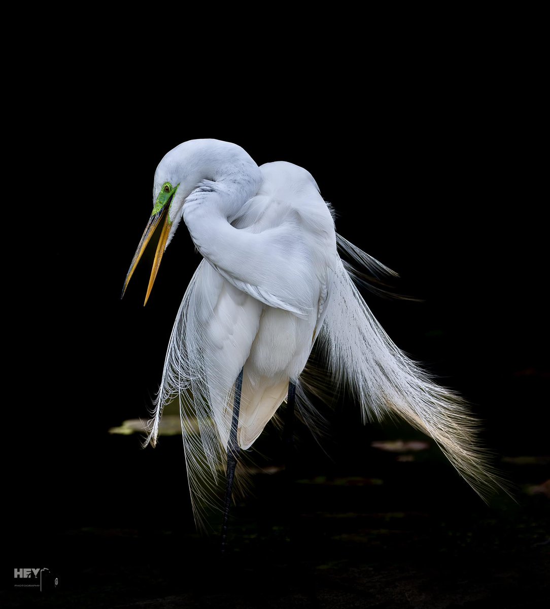 Great egret. (Photo courtesy of Joe Viola) #egrets #birds #wildlife #willcounty
