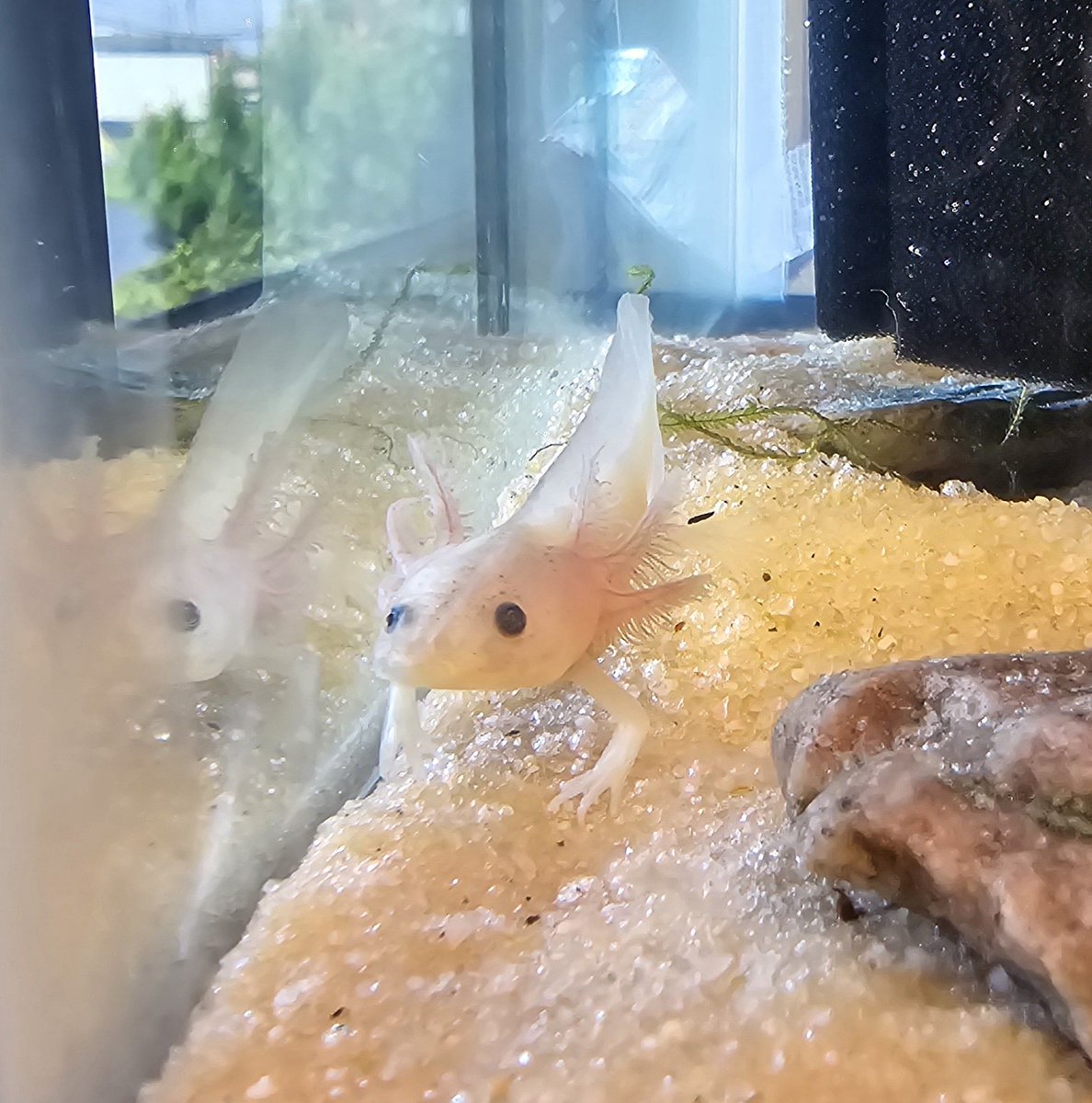 I've always wanted an axolotl. Everyone meet Luci, my Leucistic axolotl. He's one of three that have been given residence in my clinic lobby 😊