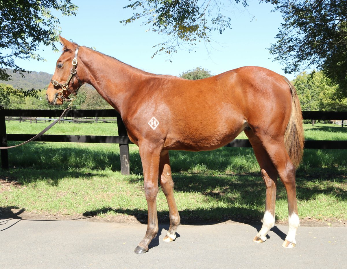 A big congrats to our friends at Fairhill Farm for selling their FARNAN colt from Bulle de Champagne (IRE) for $180k @inglis_sales today. Purchased by great judges Riverstone Lodge & Suman Hedge Bloodstock 👏 #TheObviousChoice #KiaOraStallions