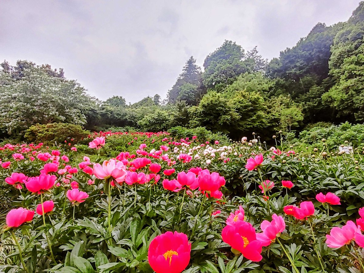 🌸Peony Garden Tokyoつくば牡丹園、開園中🌸  

🌺5/7現在
牡丹61株、
芍薬40000株以上、
花筏　約1000輪が開花中です

花筏、本日もご覧いただけます💐  

園長日記  5月7日 
小雨のピオニーガーデン、 
池周りの散策がとても気持ちがいい
#つくば牡丹園 #35周年 #雨の牡丹園 #雨上がり #花絶景