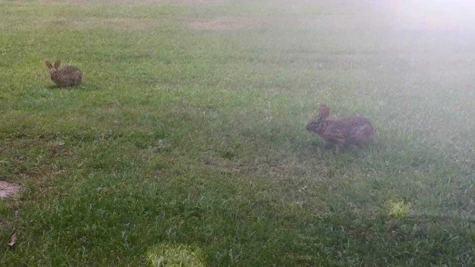Apparently the wild bunnies had fun in my yard today lol. 
#TooCute
#CountryLife
#lapin