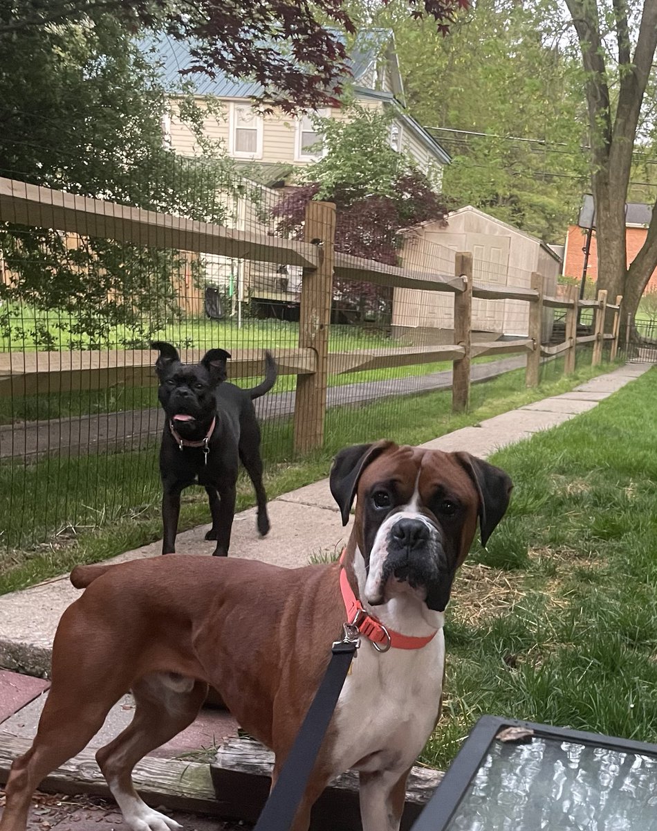 Duncan 3 is looking for his own family. He is housebroken, crate trained, and dog friendly. He needs a home that is confident & can go at his pace. Living in a mill he had nothing, no rules, so he needs to learn life slowly. Fostered in #Lancaster, PA. #boxerdogs #adoptme #dogs