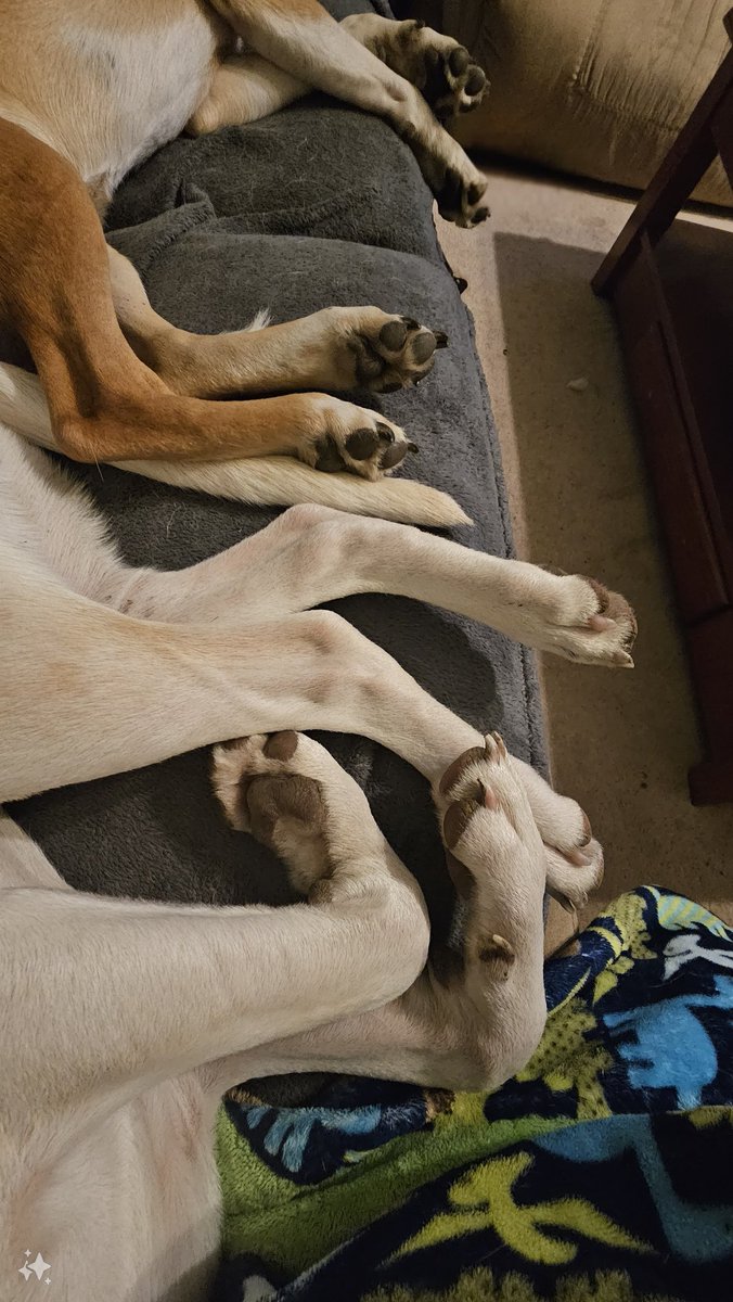 Mud season feets are a lot of work. #DailyRio #RubyRoo