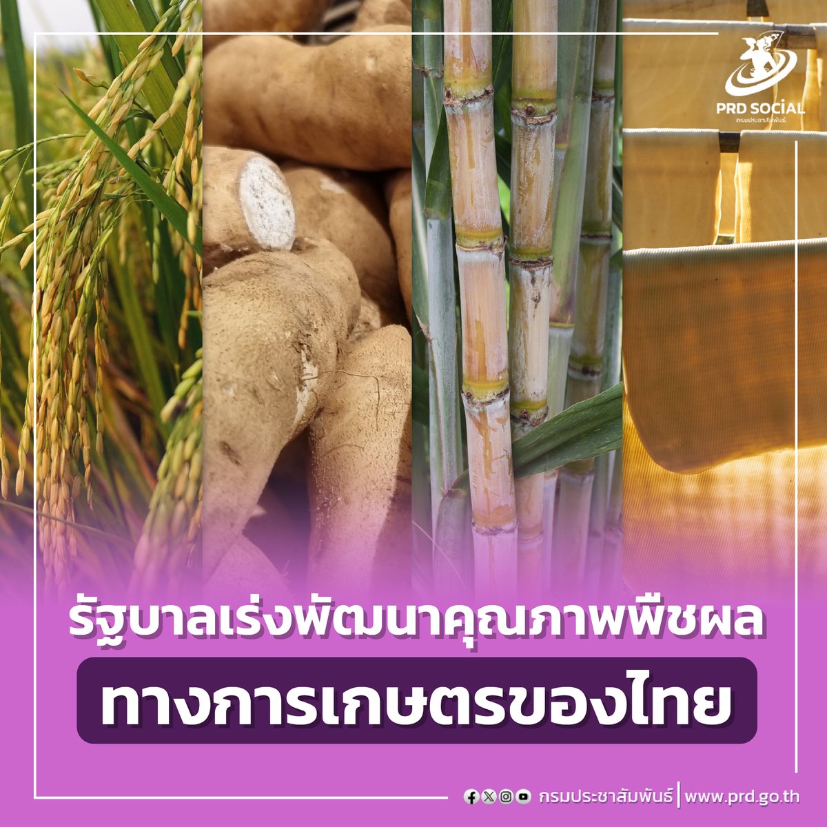 รัฐบาลเร่งพัฒนาคุณภาพพืชผลทางการเกษตรของไทย ย้ำยกระดับราคาสินค้าทางการเกษตร ทั้ง ข้าว มัน ยาง อ้อย ราคาดีขึ้นมาก ▶️ อ่านข้อมูลเพิ่มเติม : prd.go.th/th/content/cat… #รัฐบาลเร่งพัฒนาคุณภาพพืชผลทางการเกษตรของไทย #กระทรวงดิจิทัลเพื่อเศรษฐกิจและสังคม #นโยบายรัฐบาล20กระทรวง
