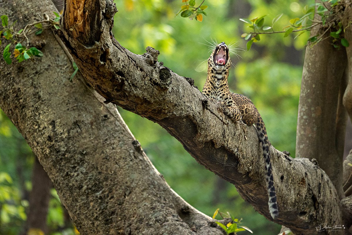Leopard Rajaji Tiger Reserve @NikonIndia #nature #wildlifephotography #natgeo