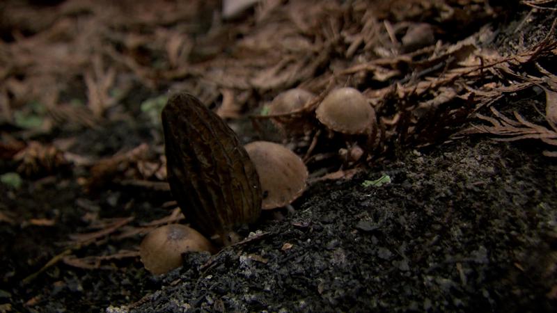 Mushroom-picking behaviour, trespassing issues escalate on Skwlāx territory dlvr.it/T6WVWd #Kamloops