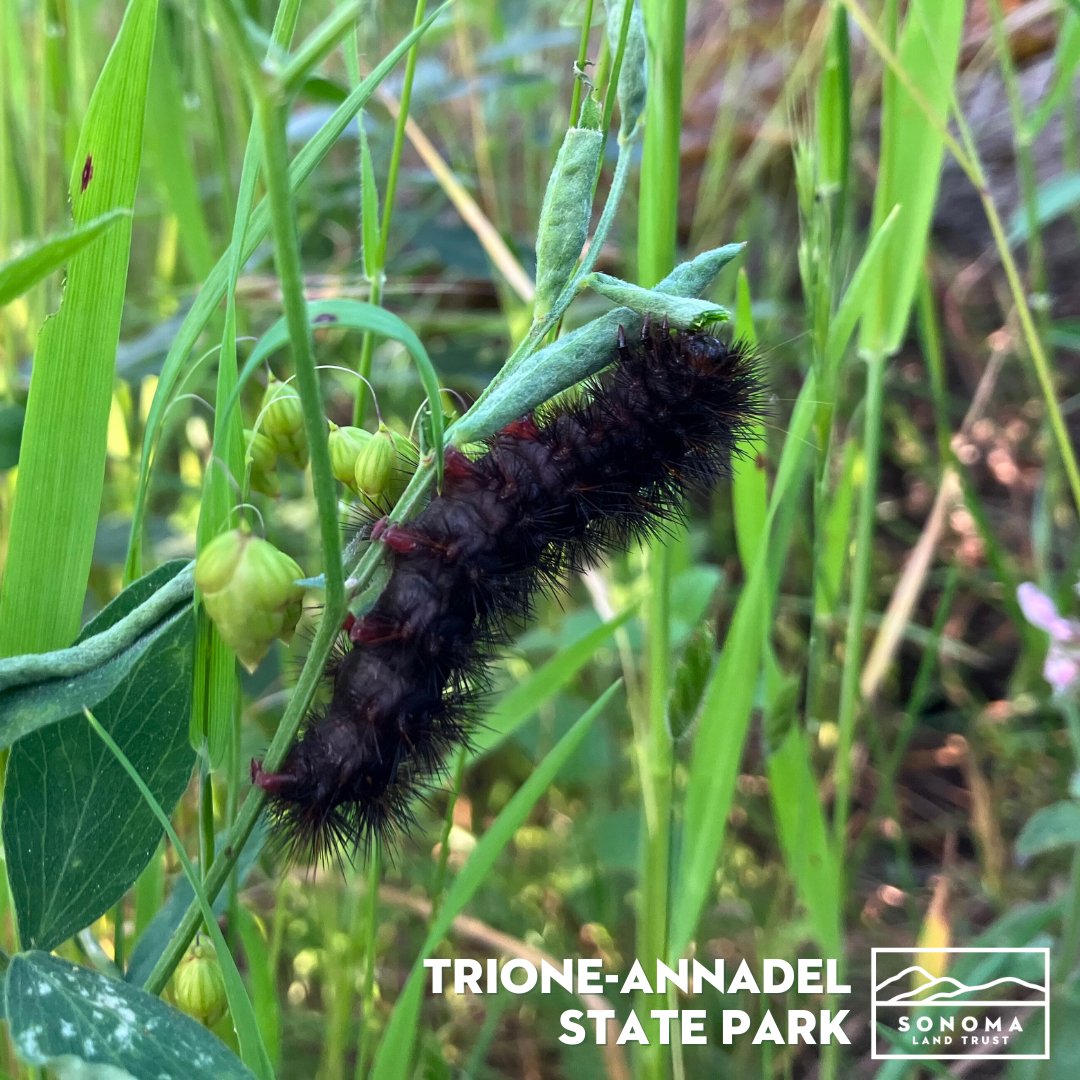 Who is this dining on some blooming vetch at Trione-Annadel State Park? Can you identify this very hungry caterpillar? 🐛

#caterpillar #hungrycaterpillar #trioneannadelstatepark                   #SonomaCounty