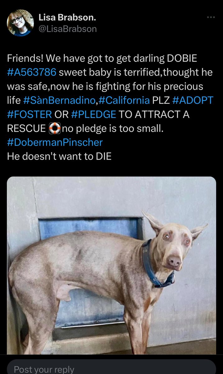 I am absolutely BEGGING U to PLZ HELP SAVE darling DOBIE #A563786 he is a sweet loving boy that is absolutely terrified at shelter 💔 He knows he may die,even though he has done nothing wrong! He will love u forever if u save his precious life! Easy going,tender, gentle, loving