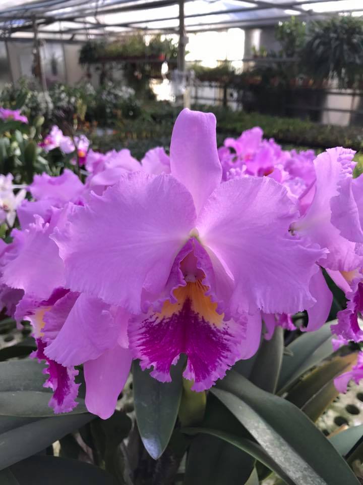 Cattleya Ovation x Irene Finney #orchids #plants