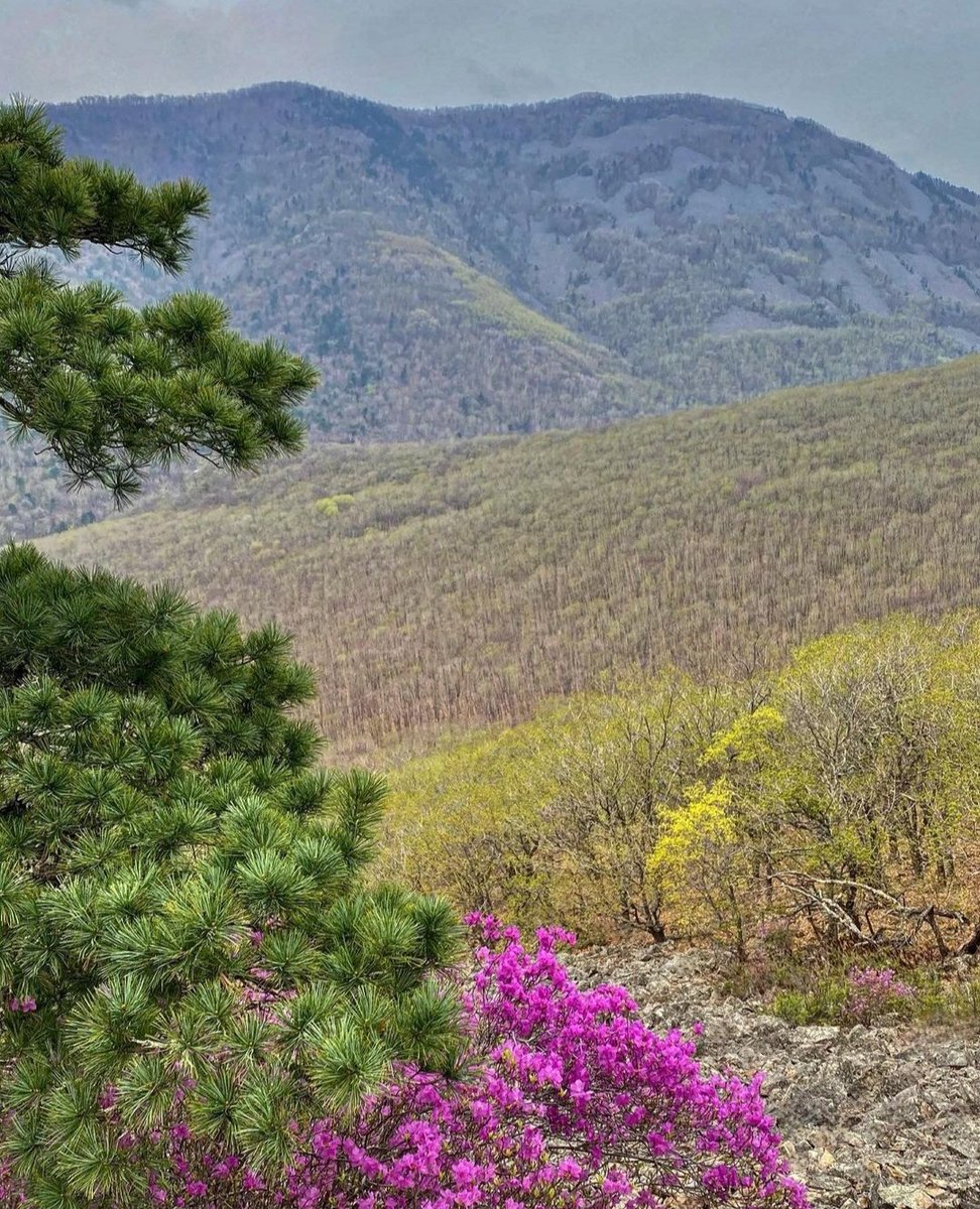 #nature #flowers #mountains #trees #shrubs #field