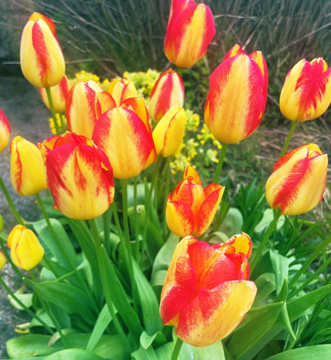 #TulipTuesday don’t think I’ve shared these lovelies  🌷 #gardening #inmygarden #Gardening