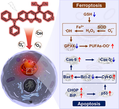 Early View💡
'Lipid droplet-targeted #NIR #AIE photosensitizer evoking concurrent #ferroptosis and #apoptosis' by Nan Li & Na Zhao et al. @SNNUChina @WileyBiomedical #PDT #LipidPeroxidation

Check👉doi.org/10.1002/agt2.5…