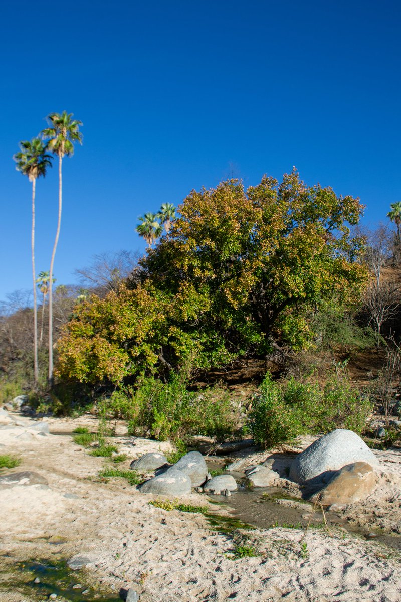 🏞️ Arroyo la Choya, dentro de la reserva de la Biosfera Sierra de La Laguna 🌿🌴
#bcsmitierra🌵 #bajacaliforniasur #sierralalagunabcs