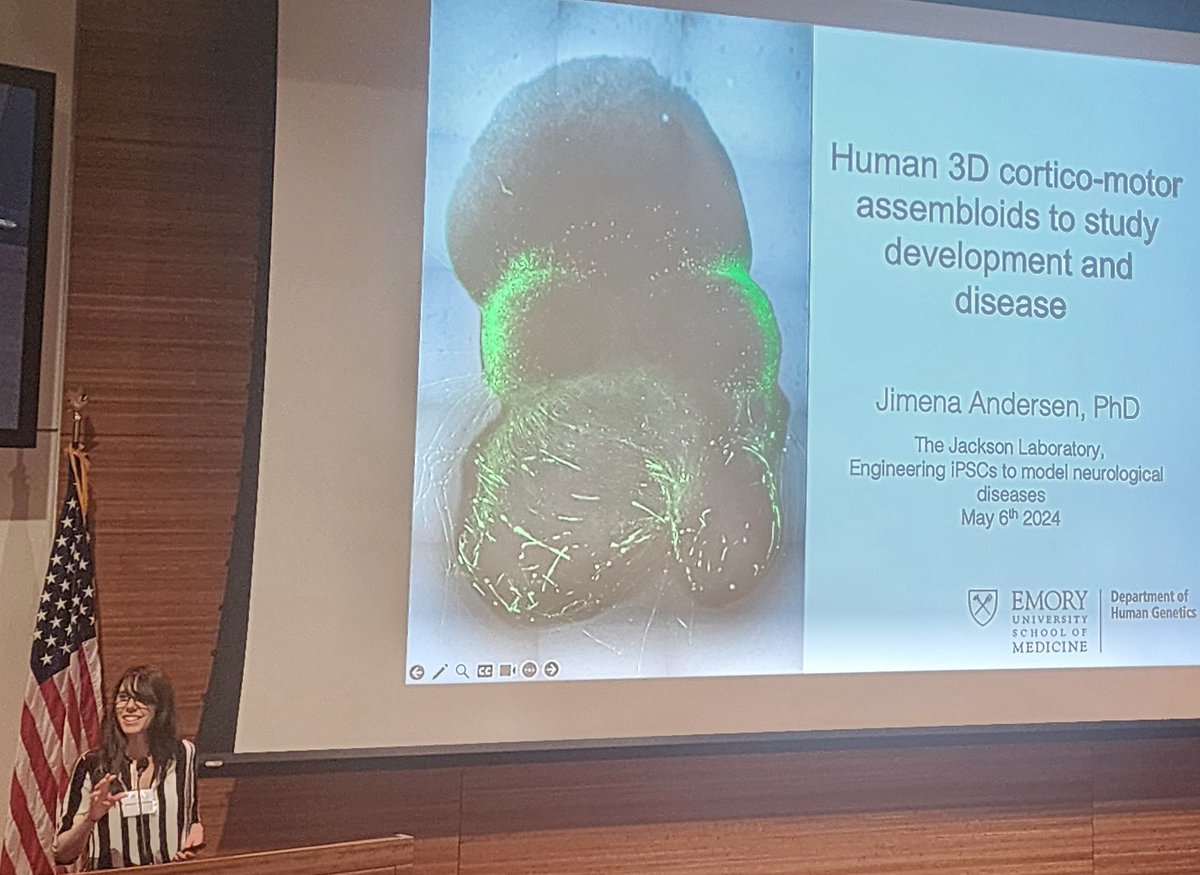 A fantastic symposium organized by @MarkRCookson1 @Michael_E_Ward_ and Bill Skarnes on studying neurological diseases using iPSCs @jacksonlab! I was super excited about beautiful works of @jimena_andersen @BrainOrg_Hub, who previously taught me how to work with brain organoids.