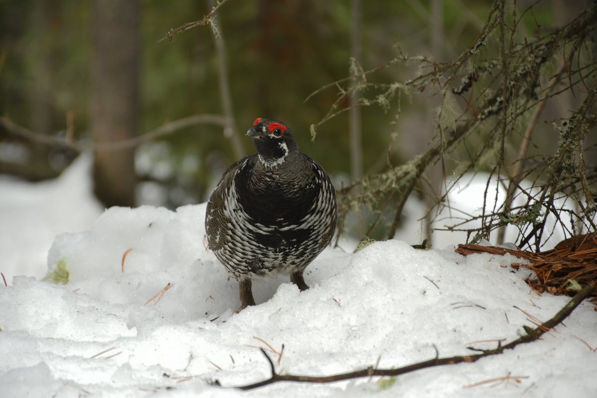 anyone know what this bird is?  found him trying to tag along with me on this weekends hike near #Canmore #Alberta.

#YYC #Calgary #Birds