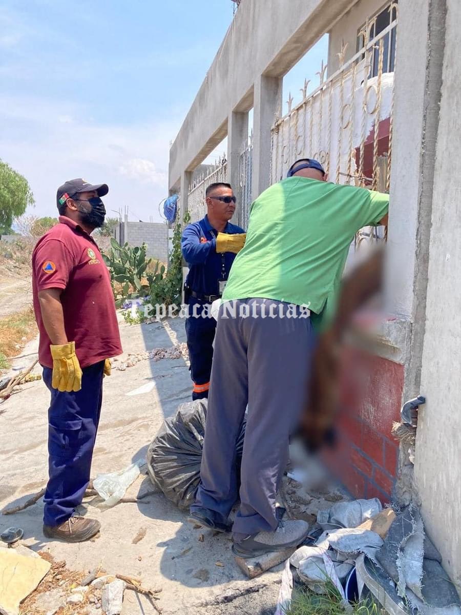 El equipo de Bienestar Animal Municipal, en colaboración con Protección Civil y la Policía Municipal, respondió a un reporte ciudadano de un perro en el Barrio San Diego en Tepeaca. Reportan que al llegar al lugar, el animal ya no presentaba signos vitales y no había ningún…