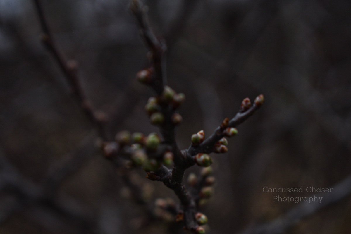 My favourite photo this spring so far. #nature #plant #photography @NikonCanada