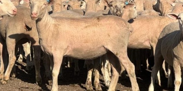 The overall clearance rate of last week’s AuctionsPlus commercial sheep and lamb offering fell by a quarter to 32 percent on the back of reduced listings before the ANZAC Day public holiday

👉 loom.ly/O-5H64U