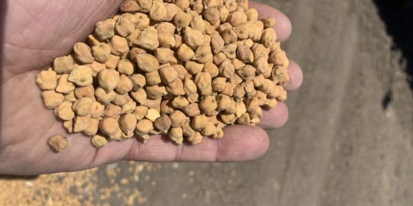 Ahead of planting of Australia’s desi chickpea crop in Qld and NSW, the Indian Government on Friday announced it has removed its tariffs on the pulse until March next year

👉 loom.ly/2seBOVQ