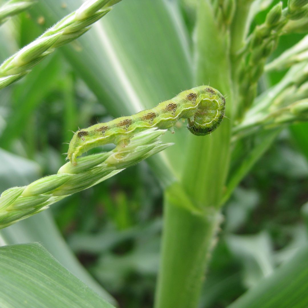 🌽Maize & sweetcorn growers in FNQ: what tools are in your toolbox for managing Fall Armyworm? 🧰 🔍Monitor for #FallArmyworm & #Helicoverpa & act early to manage pests 🐛 Make ViVUS Max & Fawligen part of your strategy 👉 bit.ly/3QNbXbL @DAFQld #AgBiTech #ViableAg