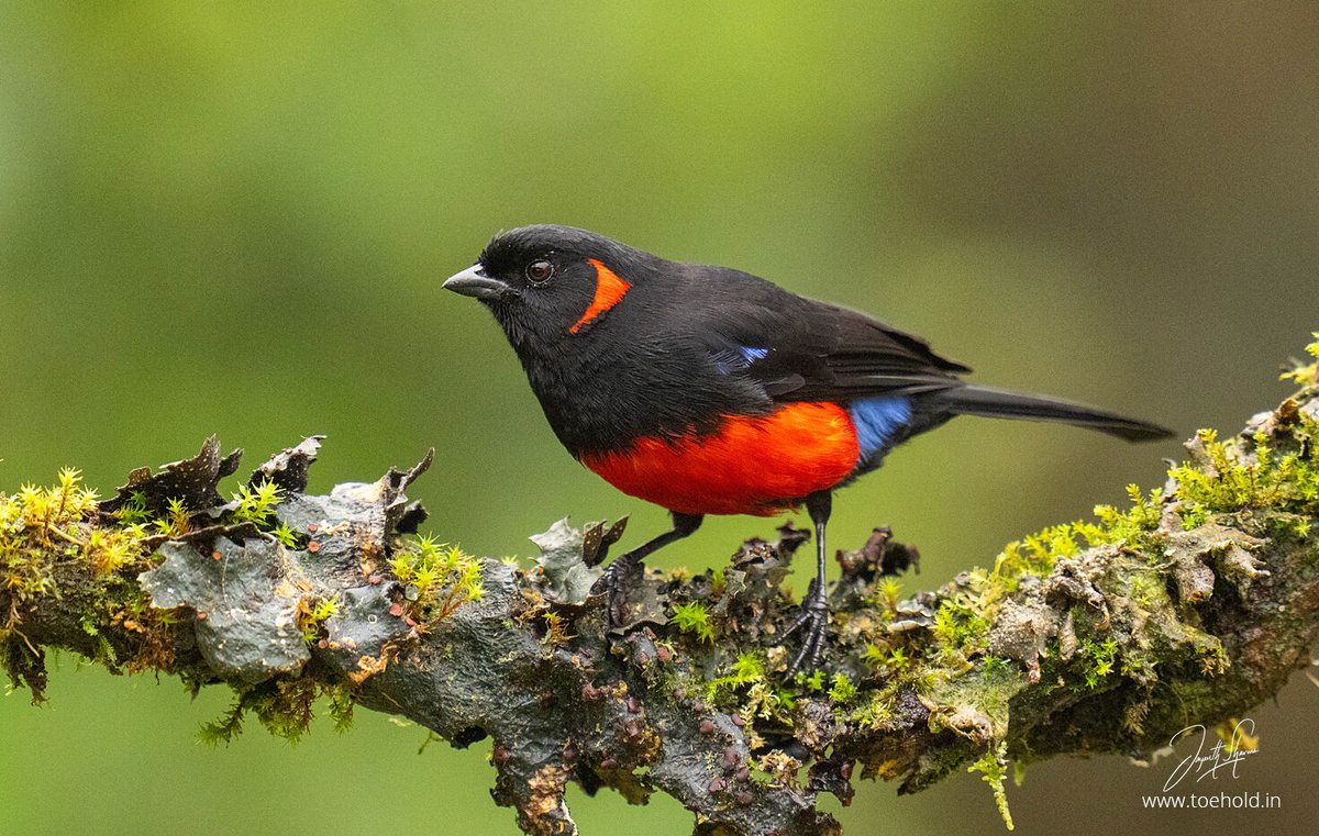 The Scarlet-bellied Mountain Tanager is a relatively large Tanager that lives in higher altitudes of the Andean forests in #Colombia. I photographed this around the Nevado Del Ruiz Volcano near the city of #Manizales. #ToeholdPhotoTravel #Birds