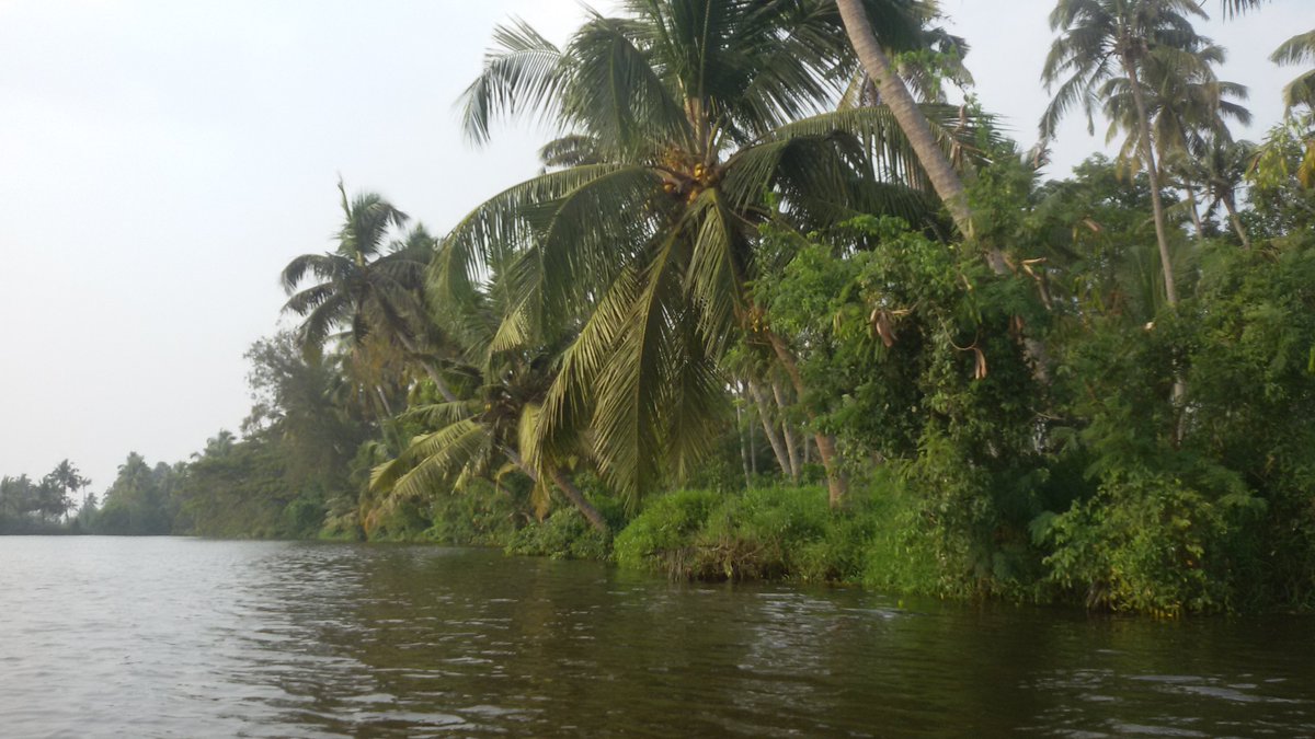 Green Backwaters 
#backwaters #kerala #india #indian #godsowncountry #planetearth #vibes #goodvibes #tropical #tropicalvibes🌴 #vibes #positivevibes #clouds #rainy #reflections #green #greenery