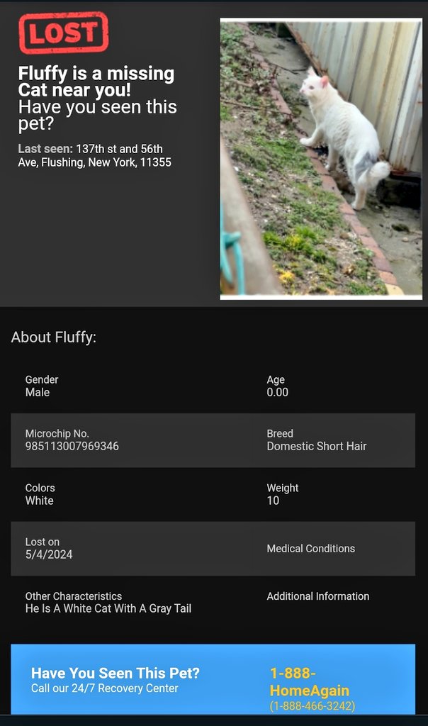 📢🗽🇺🇸🆘️😿Please RT to find Fluffy #NYC #missingcat #lostcat #Queens #CatsOfTwitter #CatsOfX @HAPetRescuer