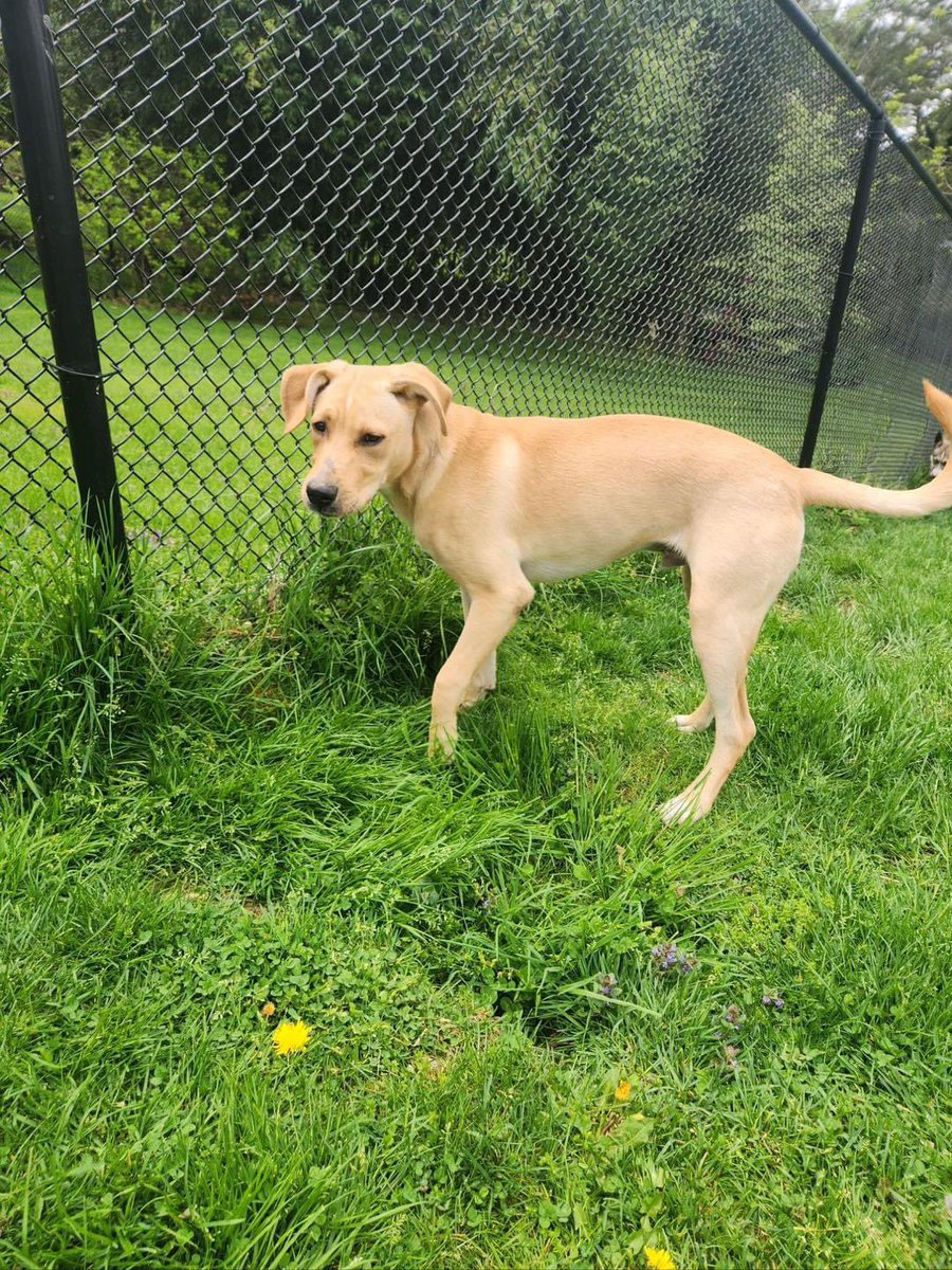 Hi, I'm Charlie! I am a 10 month old male lab mix, microchipped, house broken and crate trained. I'm good W/dogs, walk well on leash, and love meeting people! I enjoy playing and rolling around being silly with a chewtoy. Apply here: coldnosewarmheart.org/dog-applicatio…