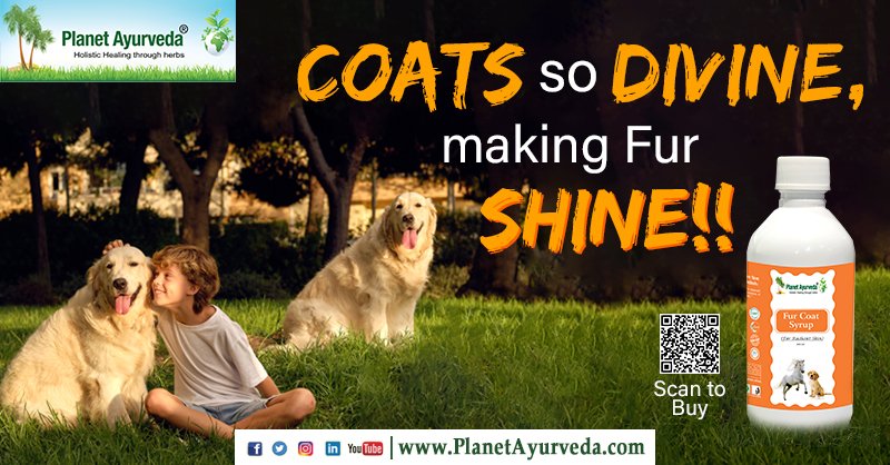 Fur Coat Syrup - Skin and Coat Tonic for Furry Friends
Buy Now - t.ly/JoPsy
#FurCoatSyrup #Dog #Cat #FurryFriends #SkinAndCoatTonic #FurHealth #DogHealth #CatHealth #PetHealth #SkinHealth #SkinAndCoatHerbalSupplement
