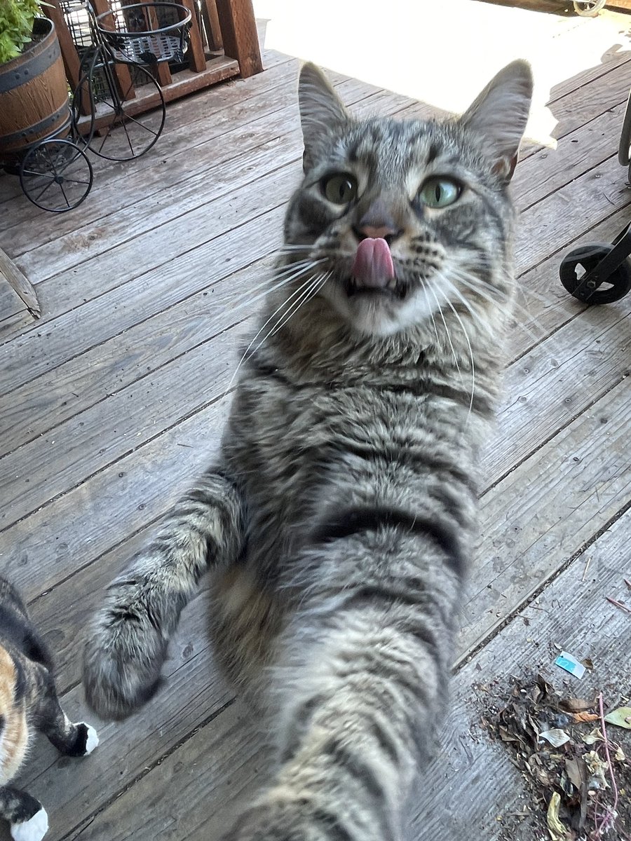 #PostAFavPic4VioletMay24
Day 6: #InternationalNoDietDay 
Did you hear that mama?! It’s international No Diet Day, so you can keep those treatos coming! 😋🍗🍖🥓❤️Basil❤️ 
#CatsOfTwitter #CatsOfX #Cats #Tongueouttuesday