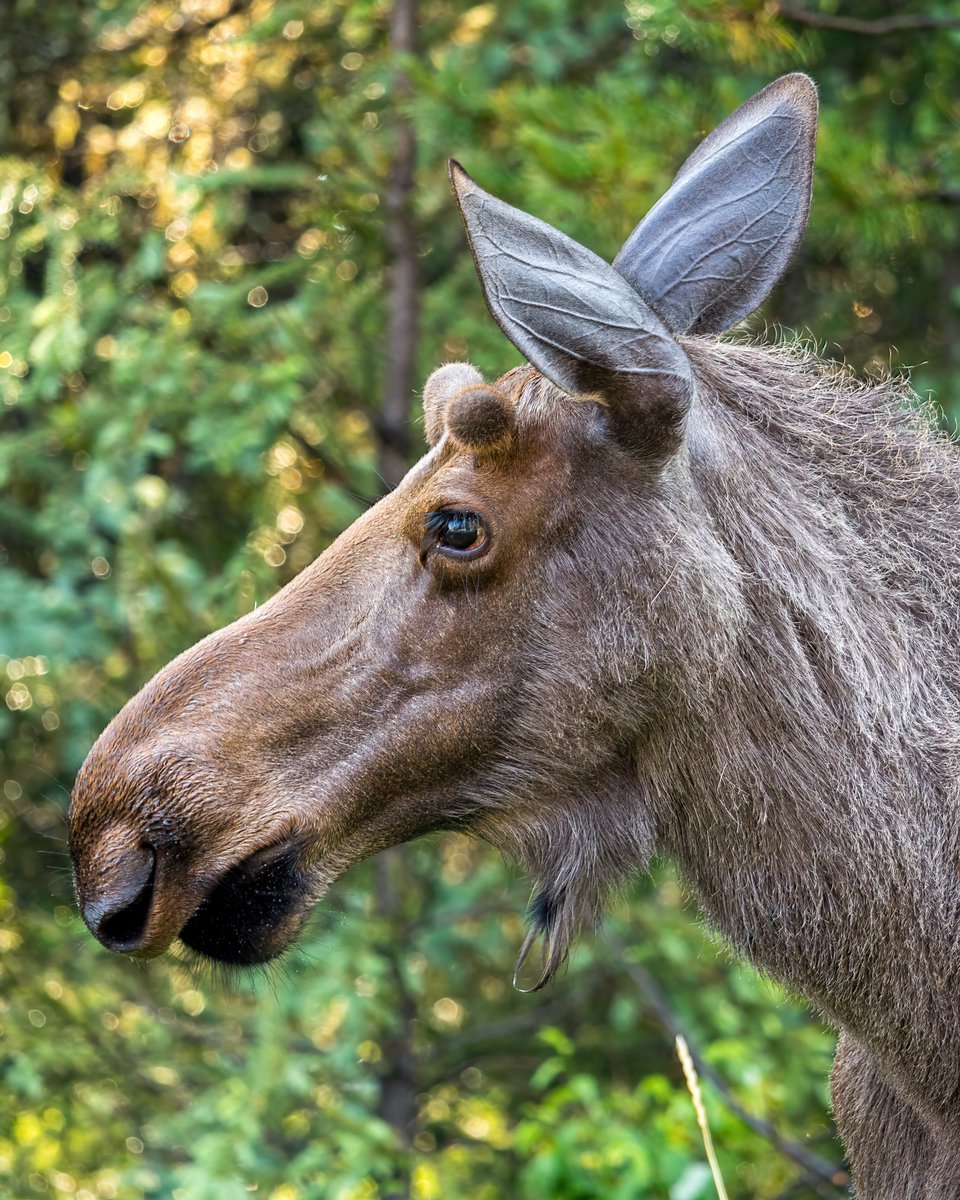 Just look at those new antlers!! 😍

#moose #myjasper #explorealberta