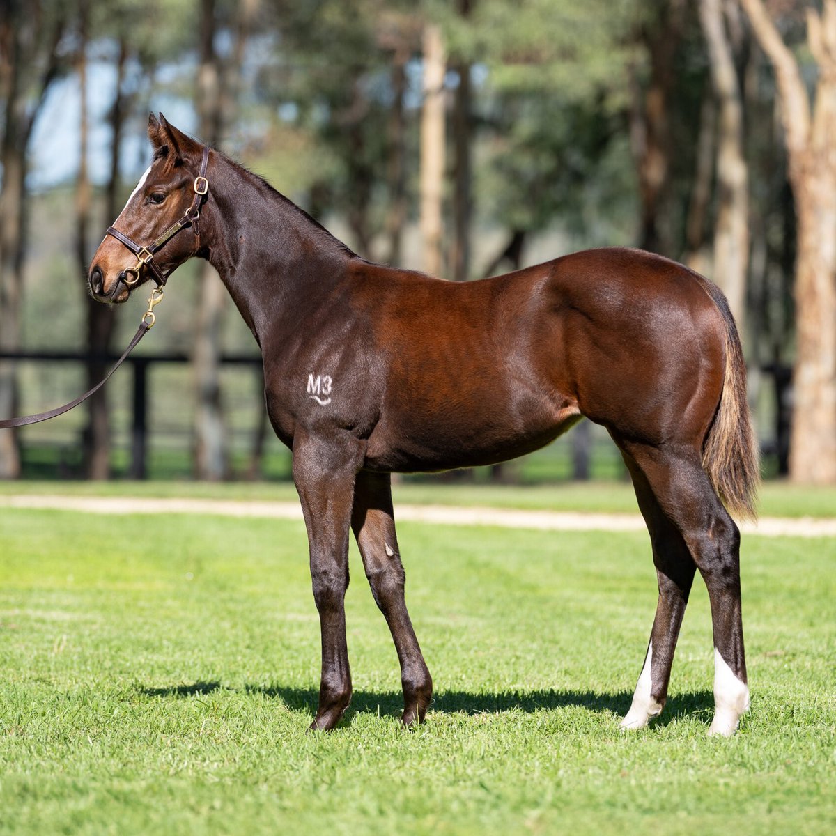 Congrats to Bevan Smith for securing the eye-catching CAPTIVANT filly out of Dark Love for $60k @inglis today 👏🏼 Captivant, exceptional credentials, extraordinary value.