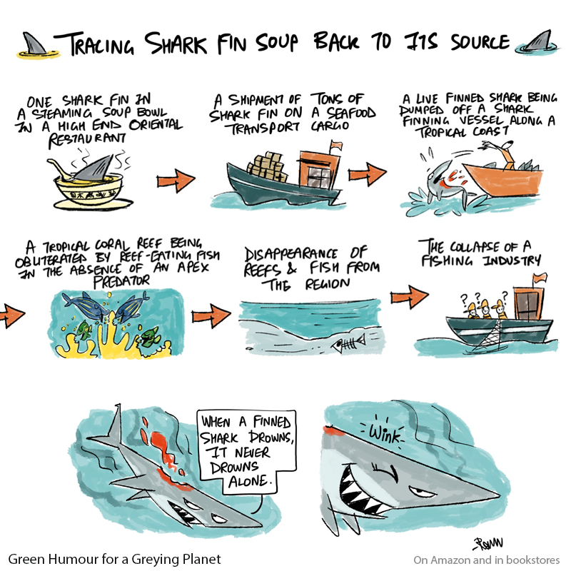 What's at stake when you trace a shark fin back to its source.

Comic from my book #GreenHumour for a Greying Planet (On Amazon and in bookstores: amazon.in/Green-Humour-G… )

#marinelife #fish #sharks #coralreefs #conservation #oceans #wildlife