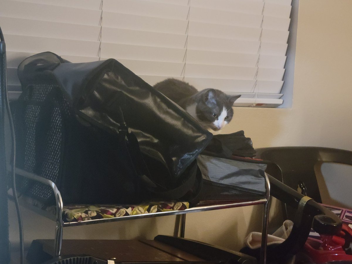 CatsCraftLaughs's tweet photo. I have no earthly clue why I buy pet beds. She sleeps in the most uncomfortable places. #CatsOfTwitter #CatsOfX #catlivesmatter #catsrule  #catlovers #catlover #catloversclub #catlove #catloversworld https://t.co/Xufl9GaEAo