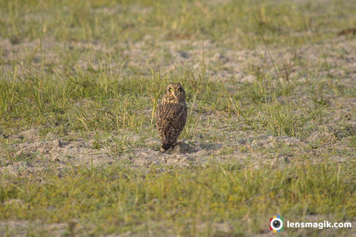 Short Eared Owl bit.ly/ShortEaredOwlL… Owls of India #shortearedowl #owl #birdsofprey #littlerannofkutch #lrk #owlsfoundinGujarat #aboutshortearedowl #raptors #birdsofgujarat #birds #birdsoftwitter #birdsofIndia