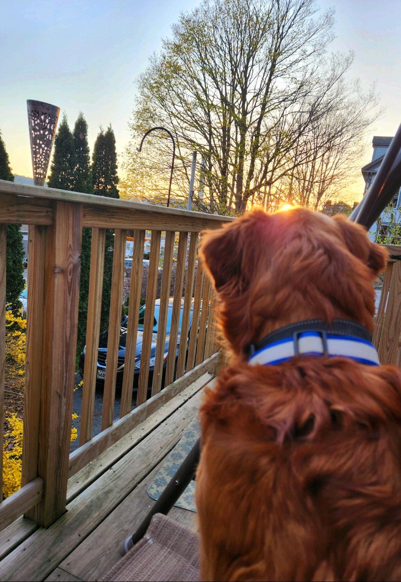 Sunsets are beautiful. #dogsoftwitter #goldenretriever