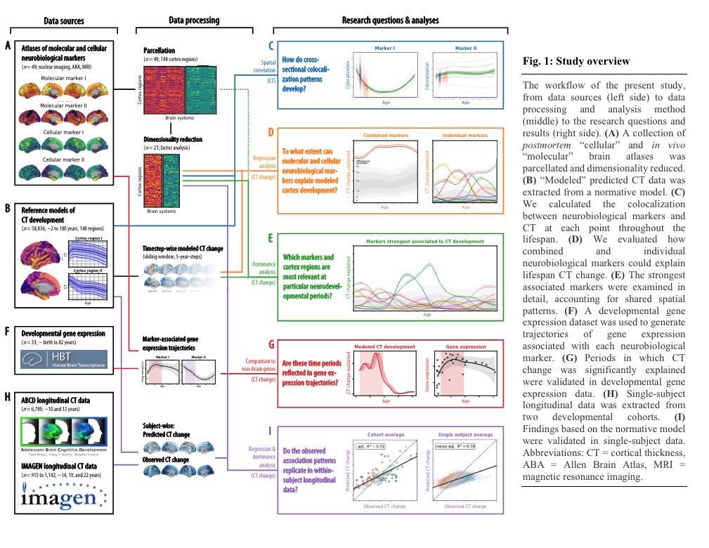 Regional patterns of human cortex development colocalize with underlying neurobiology | bioRxiv biorxiv.org/content/10.110…