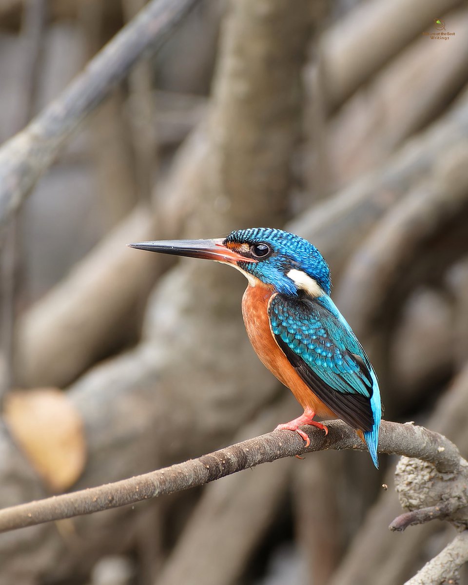 Blue-eared Kingfisher, Port Blair, India #birds_captures #planetbirds #birdfreaks #your_best_birds #birds #birding #birder