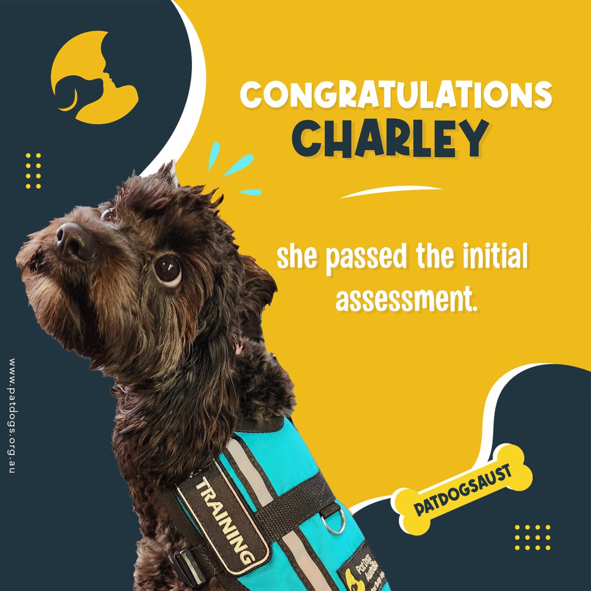 🎉 Big  congratulations to Charley! 🐾 She's aced her initial assessment on the  road to becoming an assistance dog. We're so proud of her progress and  can't wait to see all the amazing things she'll accomplish! 🌟 #assistancedogs #therapydog #iliketopatdogs