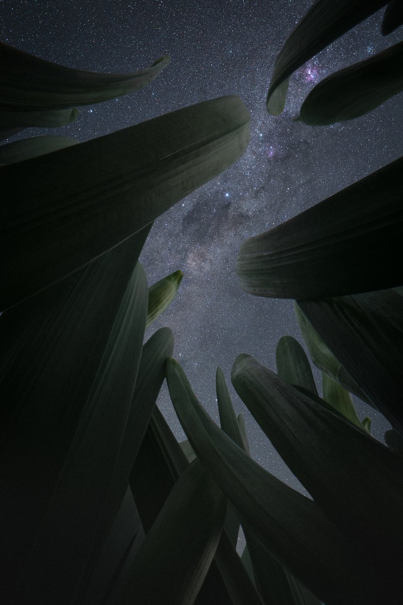 Blades of grass under the night sky in New Zealand
#macrostronomy #astro #astrophotography #lumixS5 #laowa #periprobe