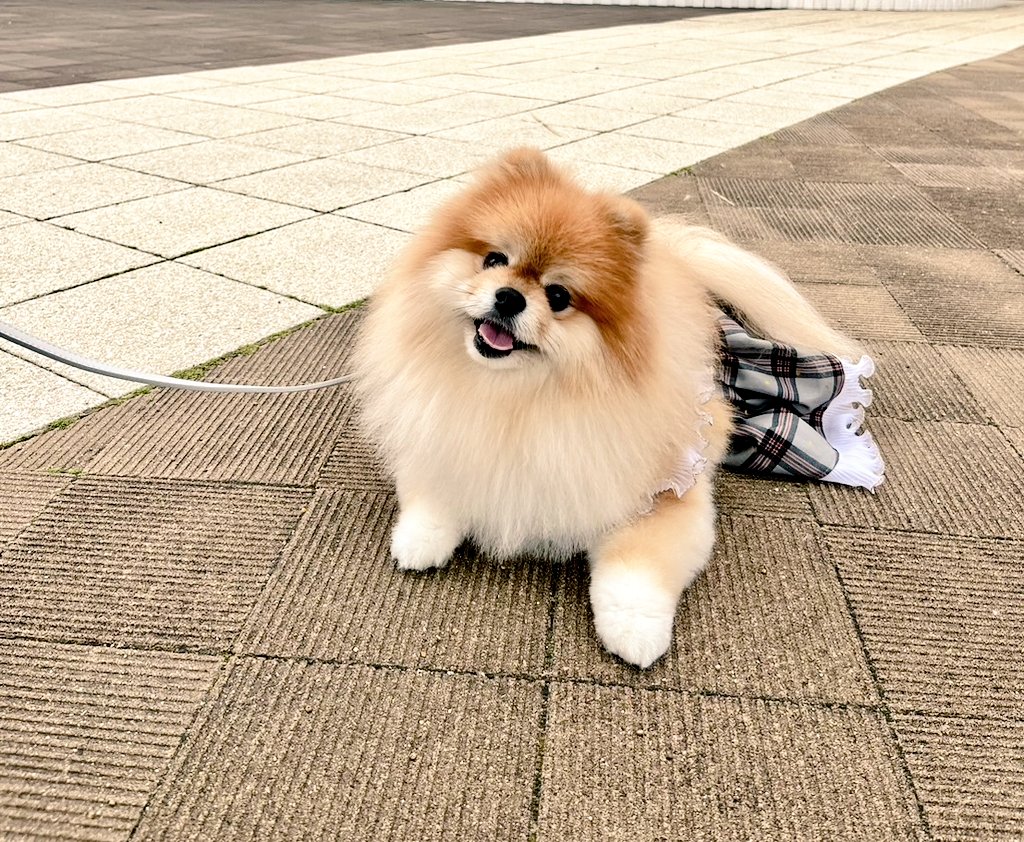 さぁ～お仕事、学校、頑張りましょう✨もふもふポメラニアンの笑顔が癒やし❤になれば嬉しいです🐾😃 #連休明け #GW明け #休み明け #癒し #もふもふ #ポメラニアン