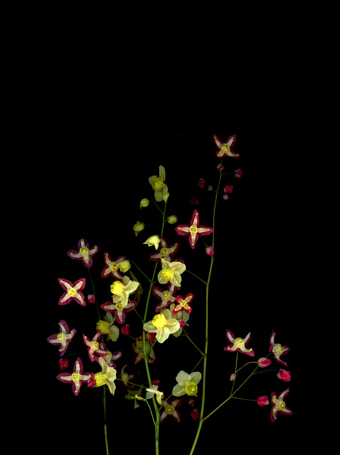 60311.01 Epimedium x rubrum, Epimedium x versicolor 'Sulphureum' #Epimediumrubrum #EpimediumversicolorSulphureum #Epimedium #barrenwort #flowers #bouquet #yellow #red