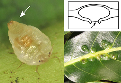 The endemic Hawaiian mealybug genus Phyllococcus Ehrhorn, 1916 (#Hemiptera: Coccomorpha: Pseudococcidae): redescription of the type species and description of a #newspecies on an endangered host plant, Cryptocarya mannii (Lauraceae)
mapress.com/zt/article/vie…  
#Taxonomy #bugs