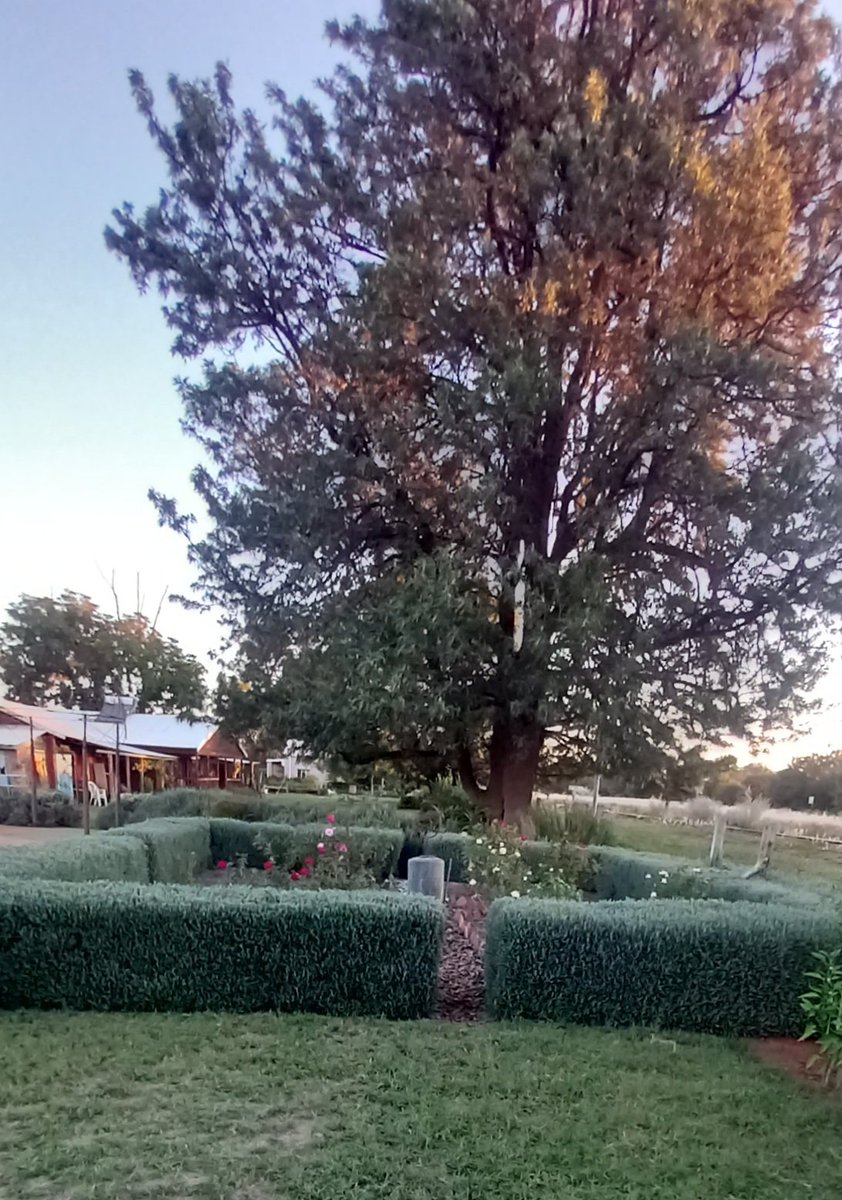 Good morning
The days are getting shorter but it is so beautiful at Kameel
Our rose garden is looking so good. 
Take care and enjoy your #Tuesday 
#kameelza #kameelhuisetussenspore #route377 #noordwes