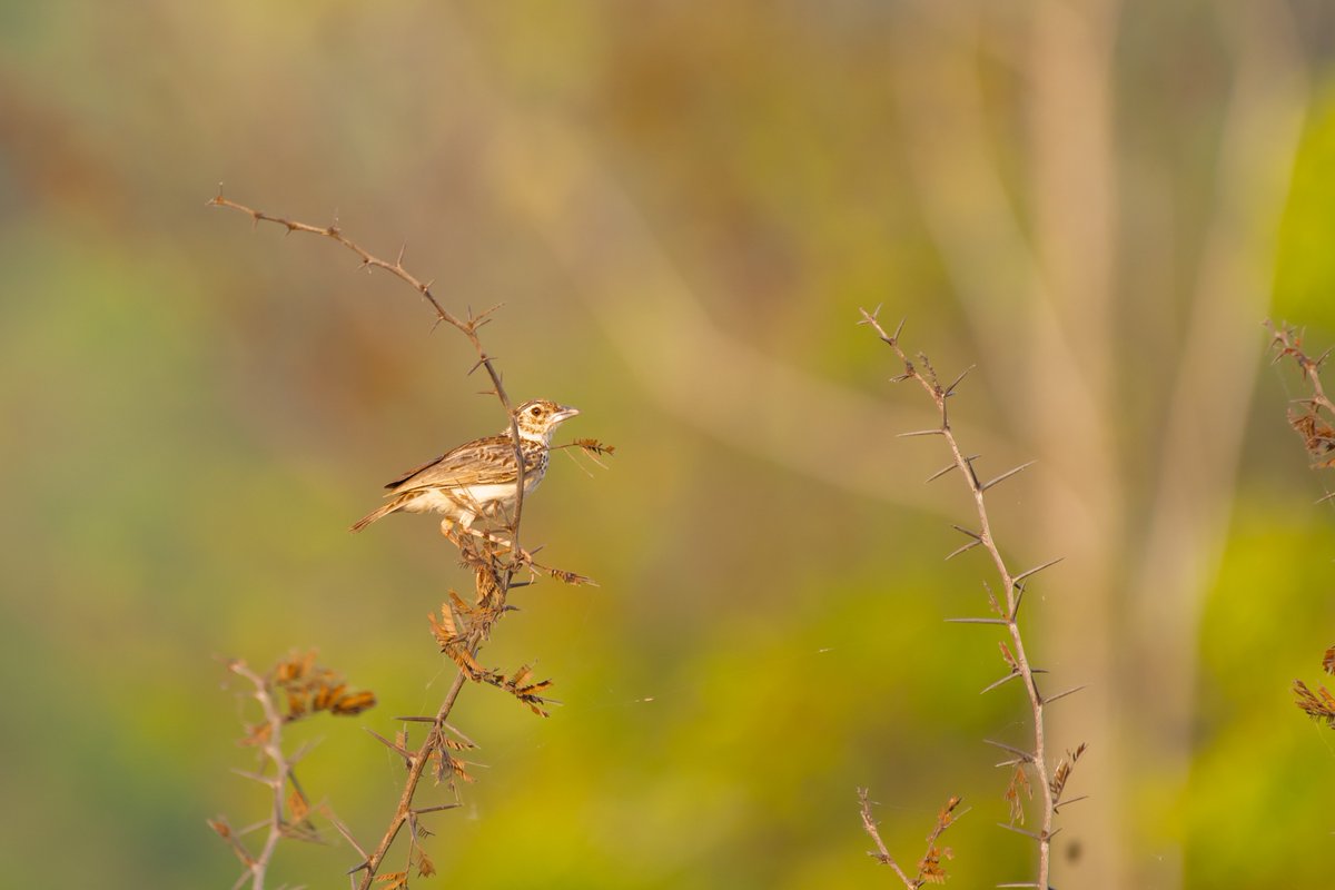 Jerdon's bush lark (Mirafra affinis) or Jerdon's lark is a species of lark in the family Alaudidae found in south Asia.
🐦 Sirukunram | India
#Jerdonsbushlark #earthcapture #sirukunram #chengalpattu #tamilnaduwildlife #bownaankamal #intothewild #junglelife #exploreindia