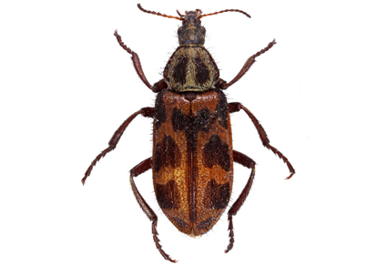 Redescription of Astylus atromaculatus (Blanchard, 1843) a taxonomic contribution to the Neotropical species of the genus Astylus (#Coleoptera: Melyridae) mapress.com/zt/article/vie… #Taxonomy #beetles